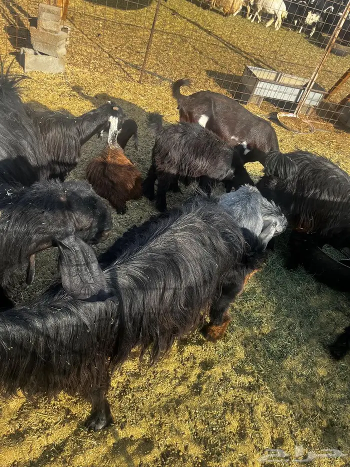 تيسين عارضيات 0