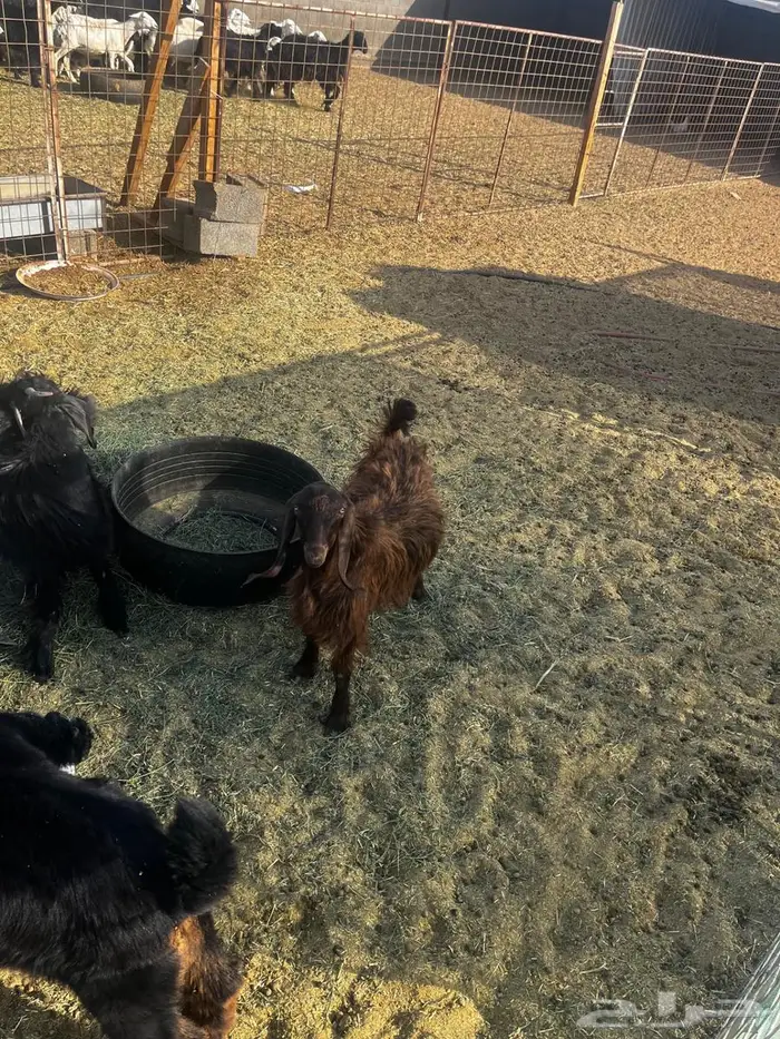 تيسين عارضيات 1