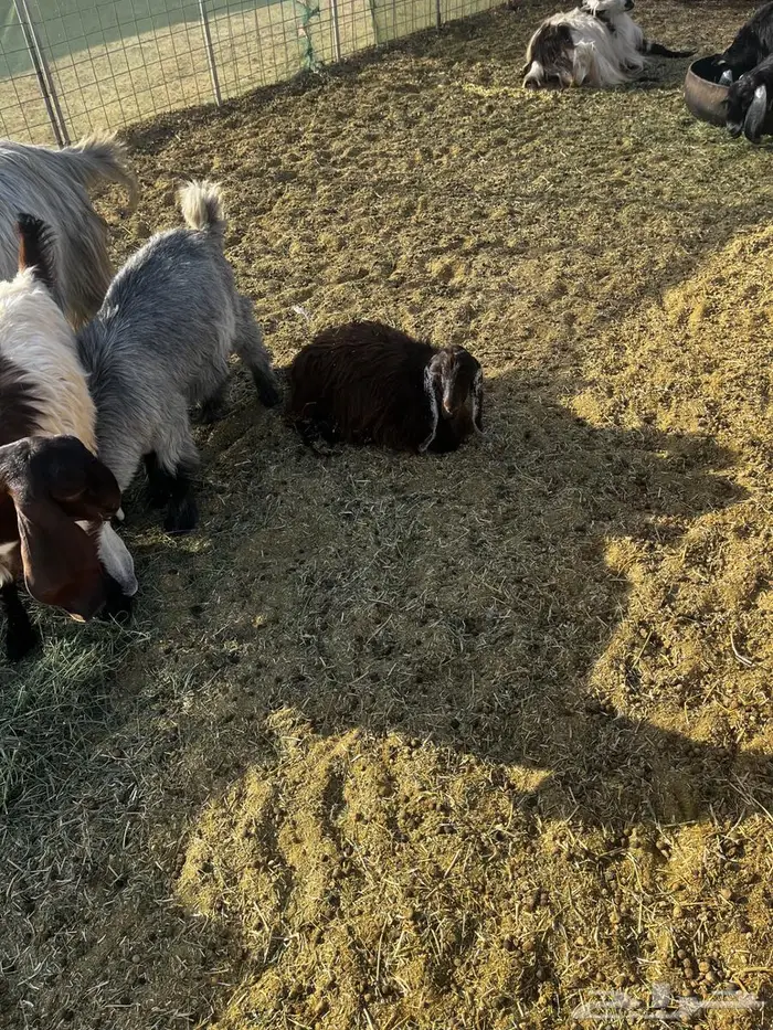 تيسين عارضيات 2