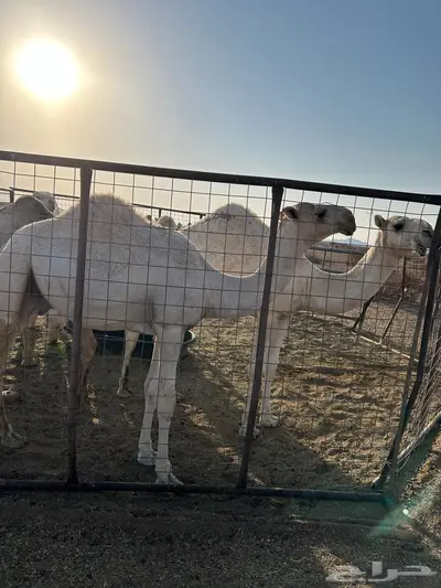 قعدان اثنين مفاريد الي يبي يفحل و البيع سمح 0