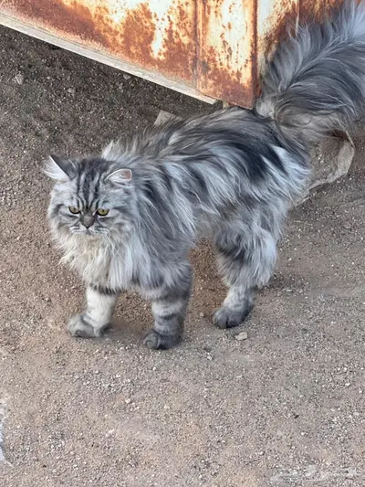 قط ضايع في حي دمج 1
