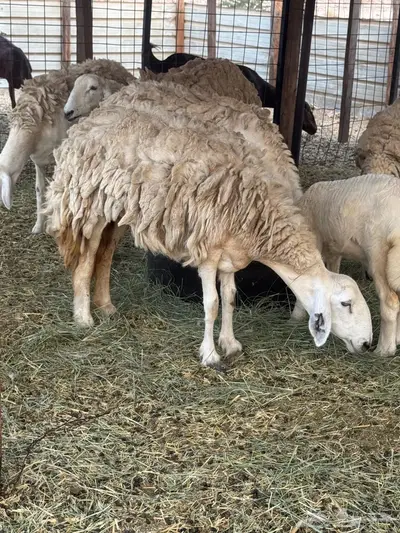 رخله صنف حايل 1