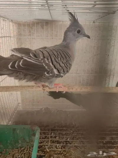 حمام يمام خلخليت 1