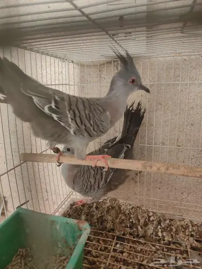 حمام يمام خلخليت 0