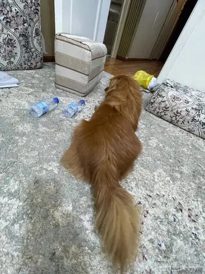 كلب ذكر جميل ولطيف وهادئ  للبيع 3