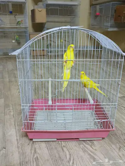 بادجي هولندي 3