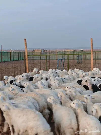 تيوس وحريات وعوارض عالية الجودة بفحوصها البيطرية 2