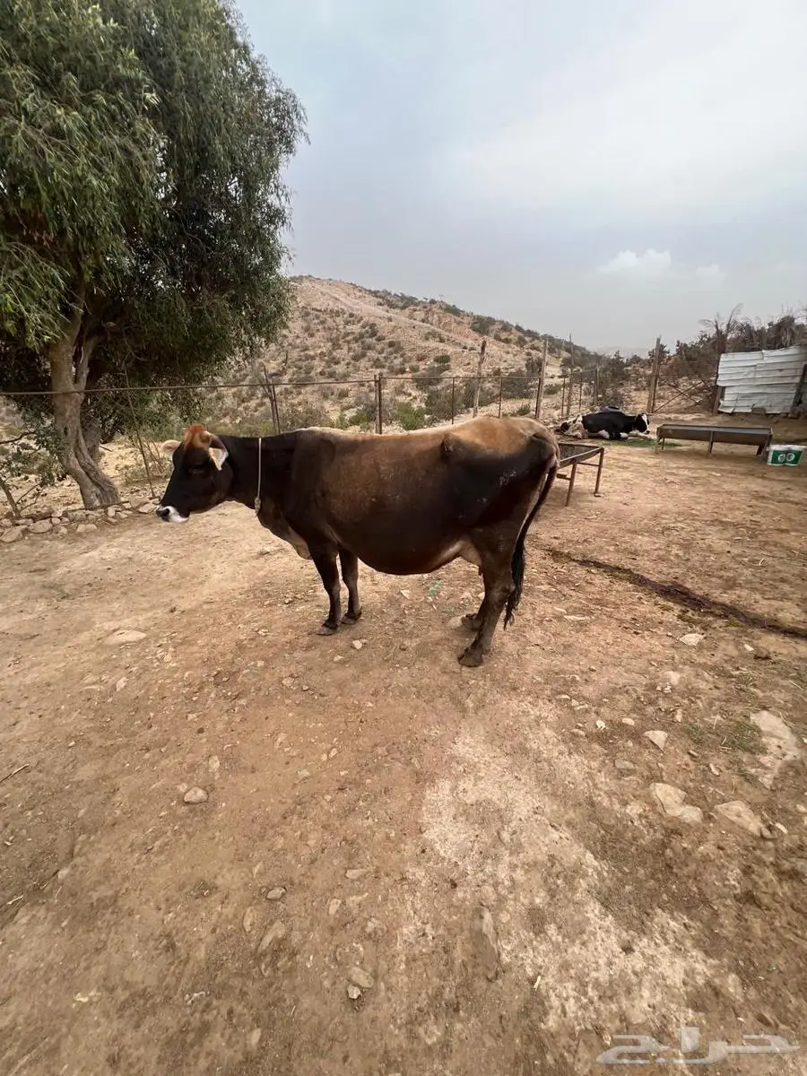 بقر المانيه لقيح 1