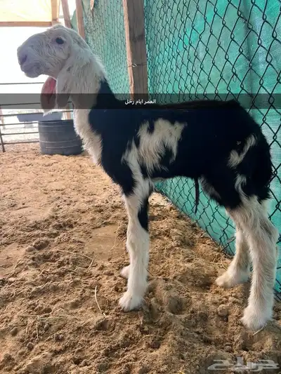 فحل نجدي فاخر ومنتج 8