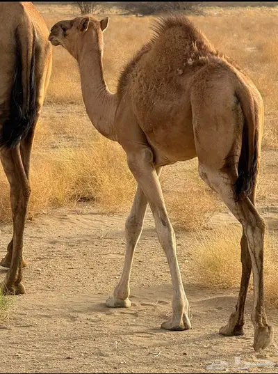 بكره ساحليه للبيع 1