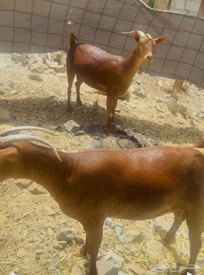 معزا محايليه دهم 0