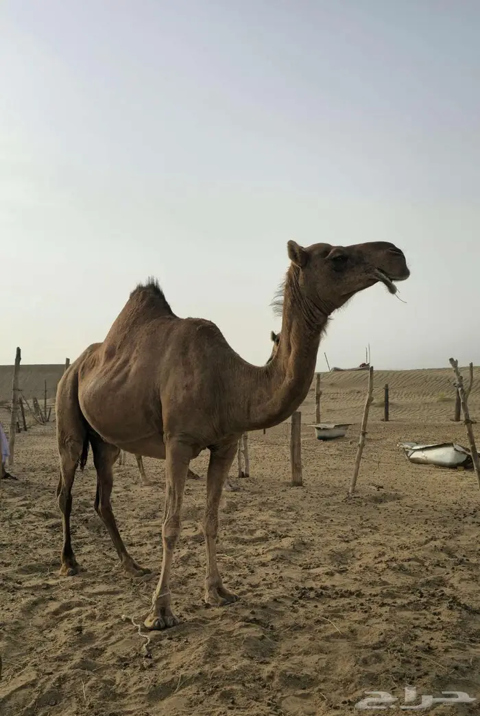 ناقه ساحليه مدني و بكره عجم حقه للبيع 1
