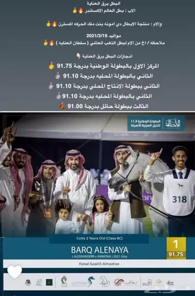 مربط خيل 1