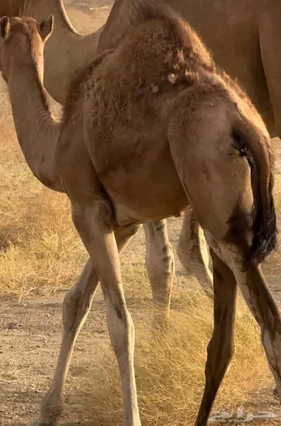 بكره ساحليه للبيع 0
