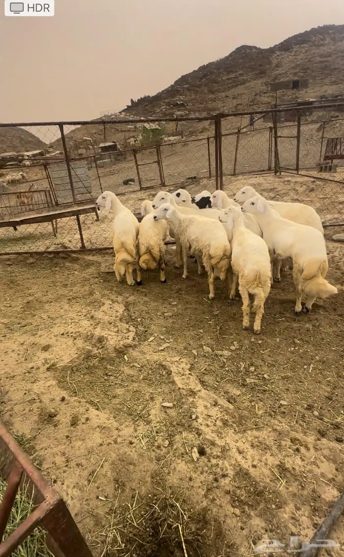 طليان حري شعره وطرف سمان شحم مناسبات 1