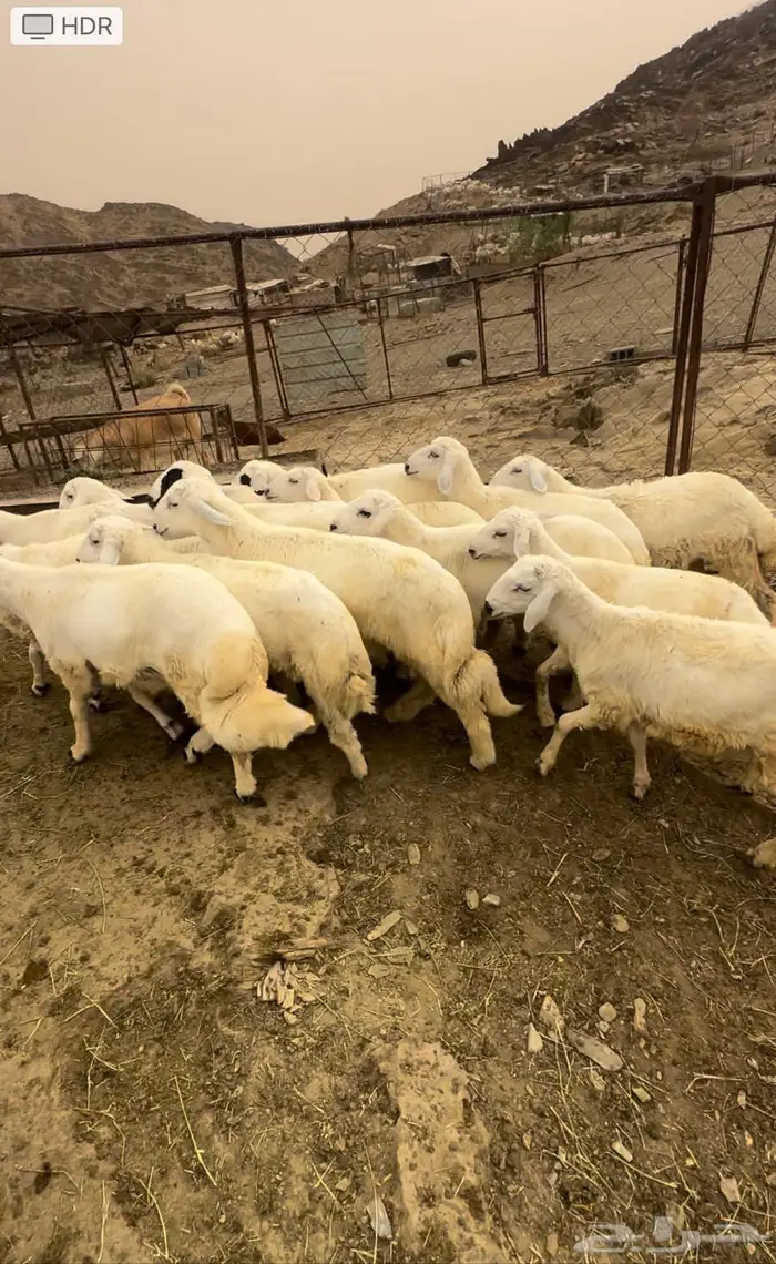 طليان حري شعره وطرف سمان شحم مناسبات 0