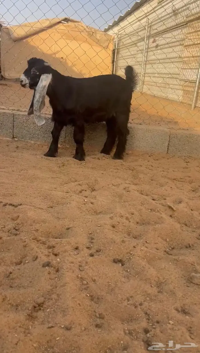 مشروع فحل عارضي 0