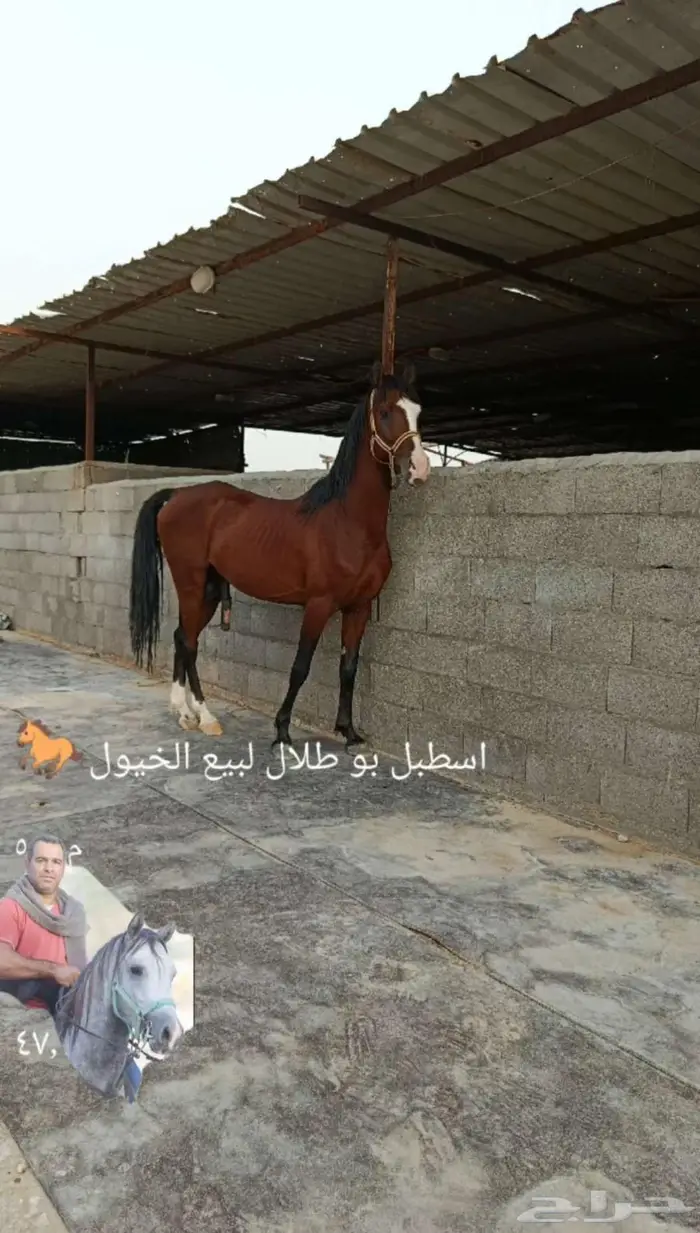 حصان شعبي للبيع 0
