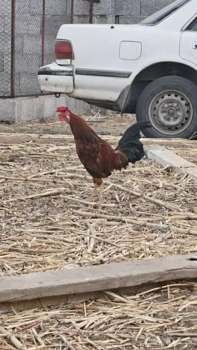 ديك بلدي 2