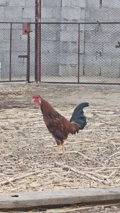 ديك بلدي 1