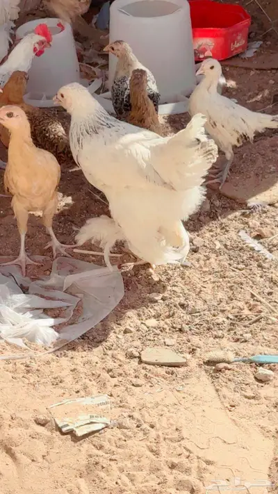 صيصان ابرهما كلمبي 0