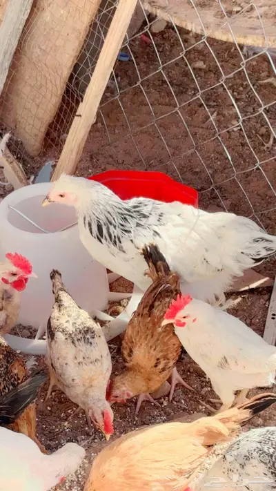 صيصان ابرهما كلمبي 5