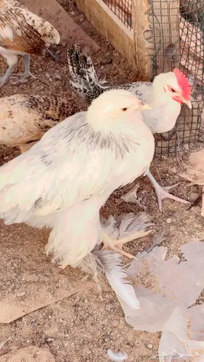 صيصان ابرهما كلمبي 1