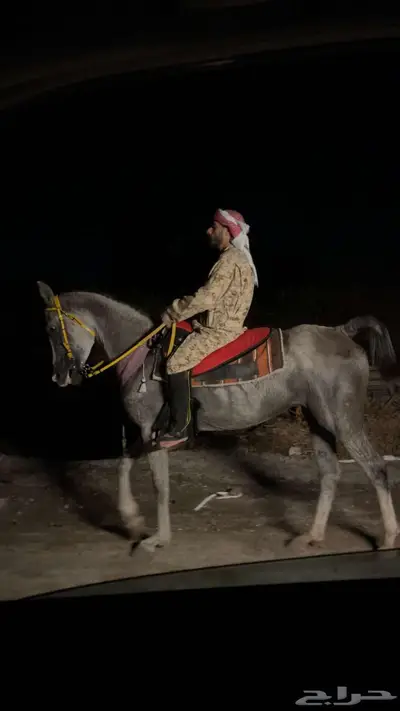 فرس شعبيه لقاح تحتها مهر 1