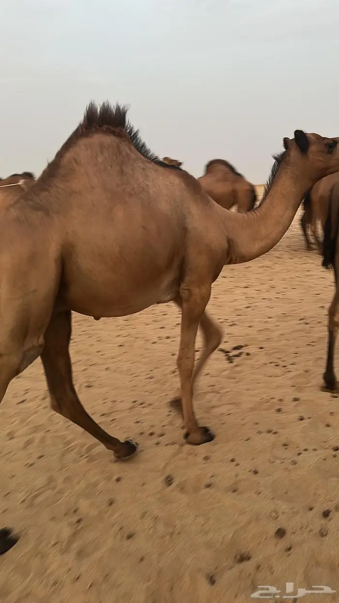 قعود طيب جدا 1