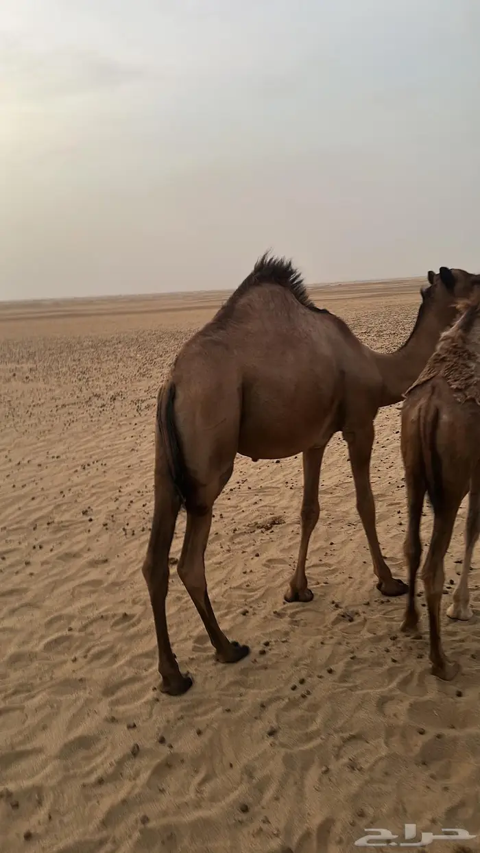 قعود طيب جدا 2