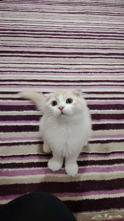 قط شيرازي ذكر 1