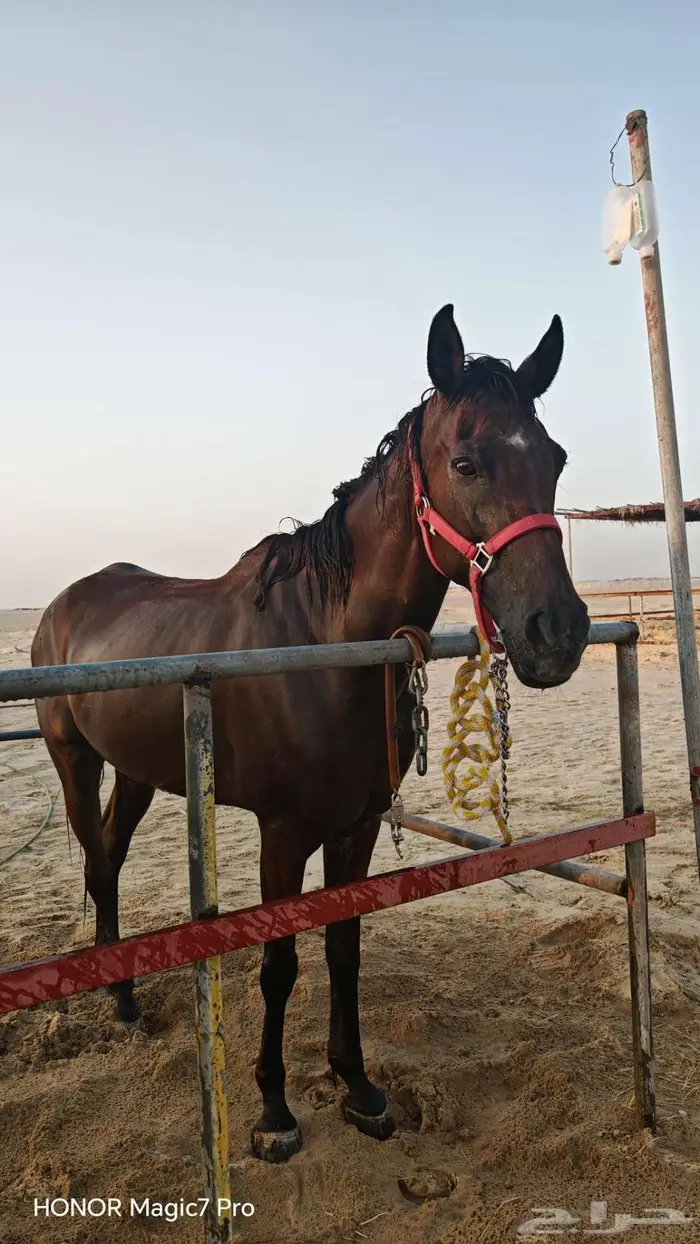 مدرب خيل قدرة و تحمل 2