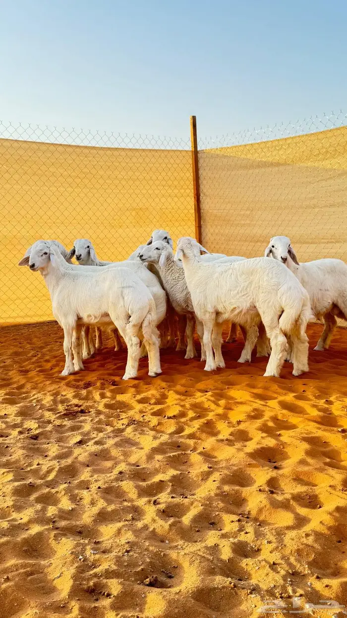 العبدالله للذبايح 1