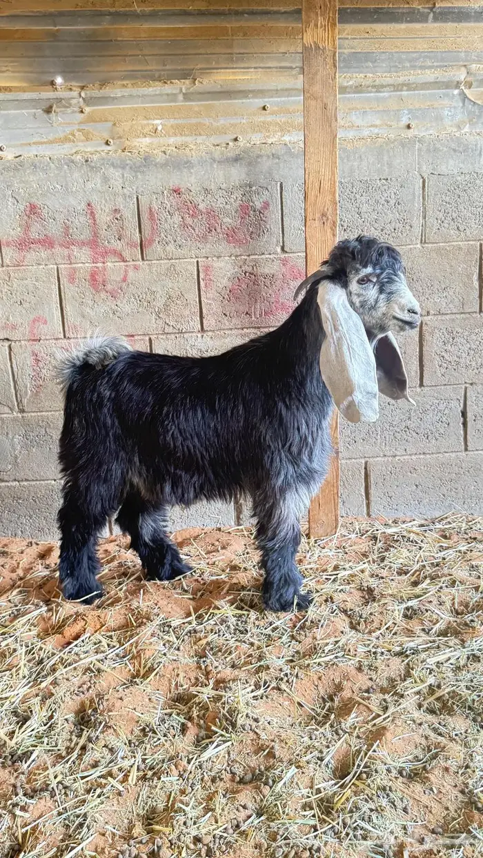 العبدالله للذبايح 5