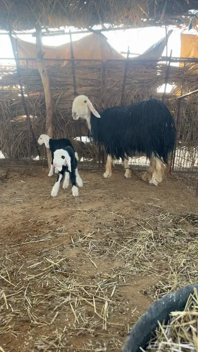 نجدية صنف معها توم خروف ورخل 1