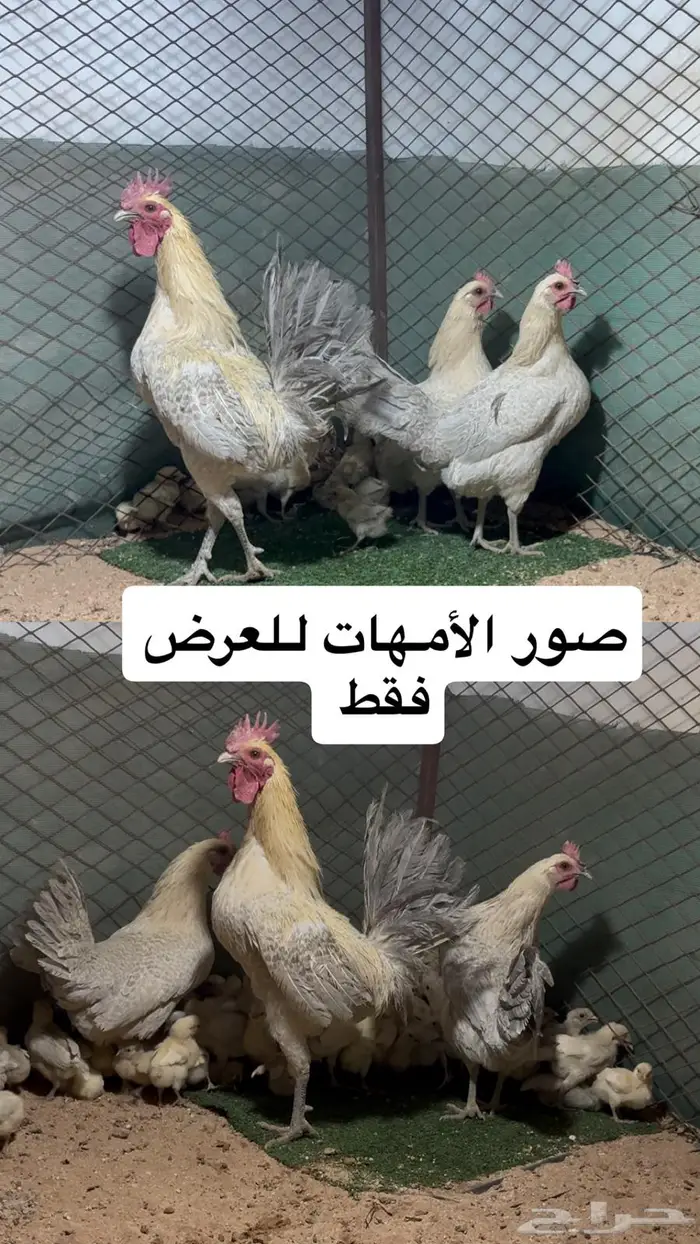 فيومي قولد واورنج 0