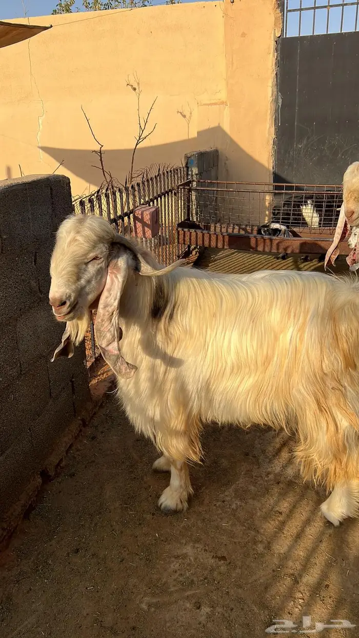 ثني للبيع 1