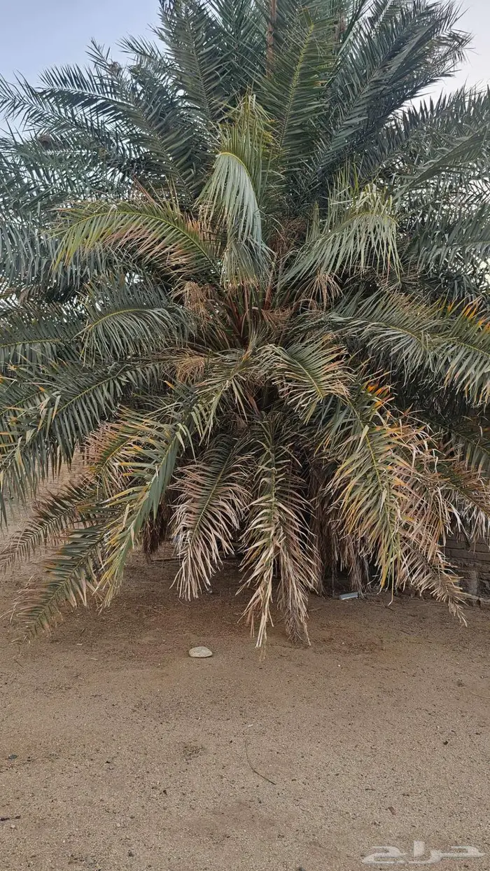 نخلتان مثمرة للبيع 0