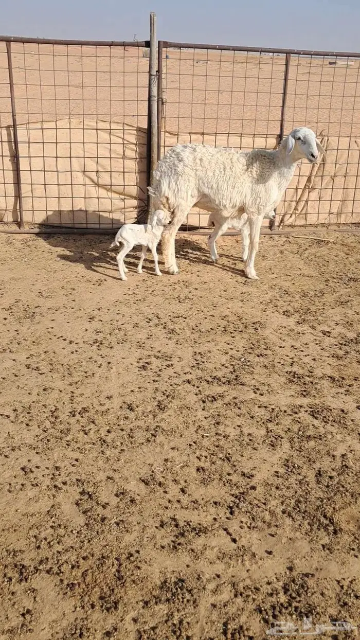 مطفل جذعه توم 3