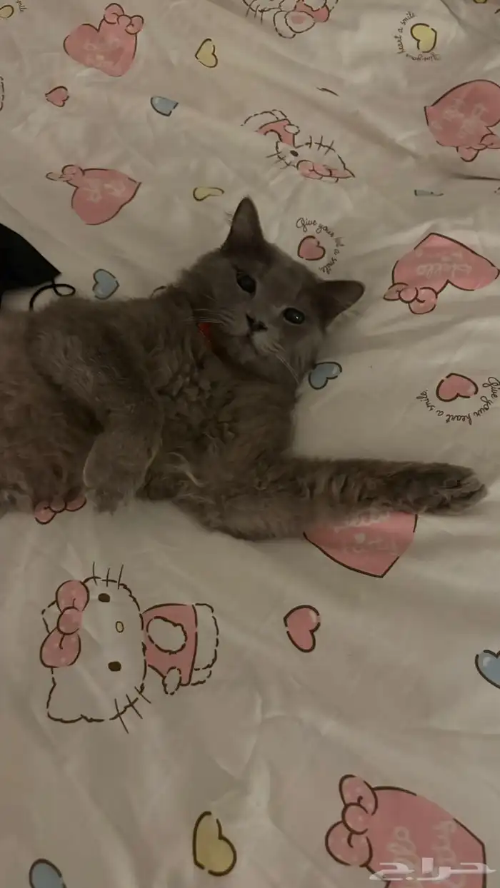 قط تبني شيرازي 3