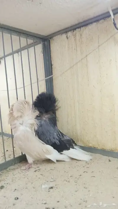 جوز جاكوبين 2