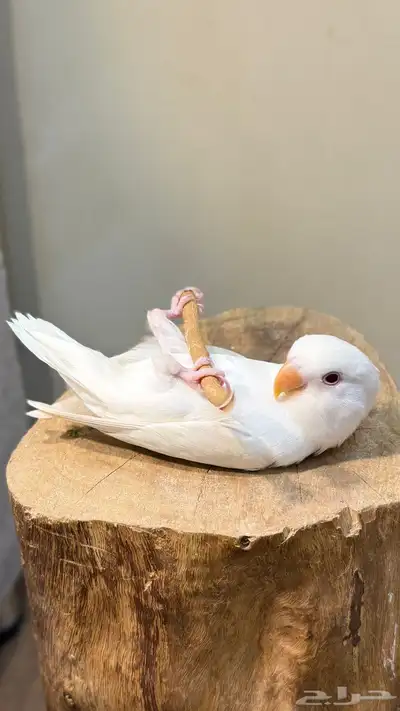 فرخ روز البينو عيون حمره 3