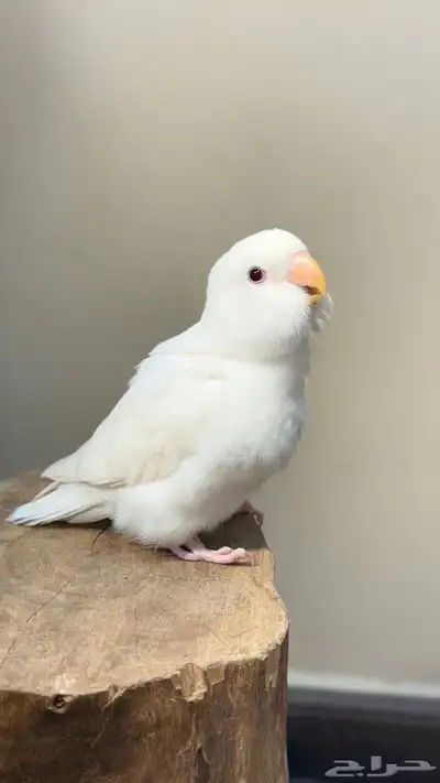 فرخ روز البينو عيون حمره 2