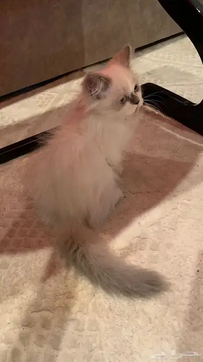 قط للبيع 2