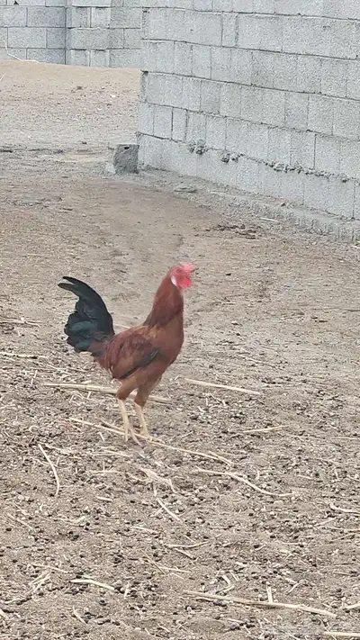 ديك بلدي 0