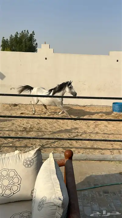 فرس لقاح واهو البيع شعبي 1