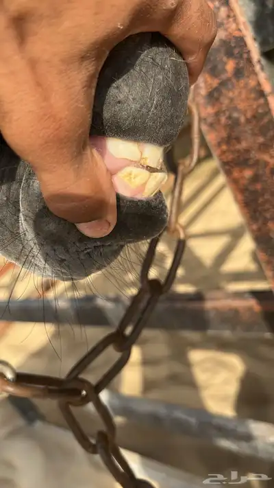 فرس لقاح واهو البيع شعبي 9