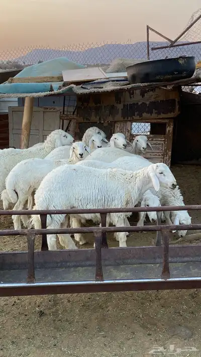 طليان ذبايح مقفله 1