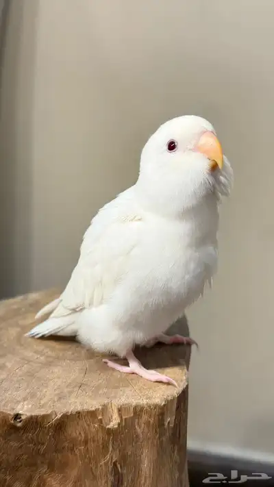 فرخ روز البينو عيون حمره 0