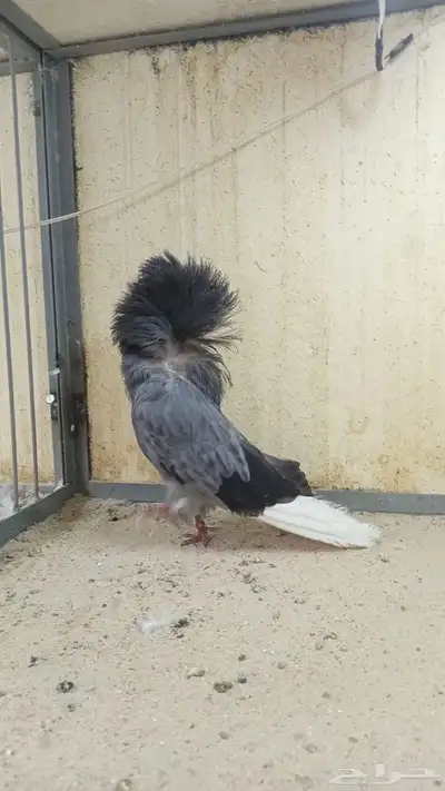جوز جاكوبين 1